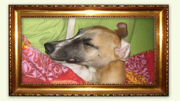 Hunde